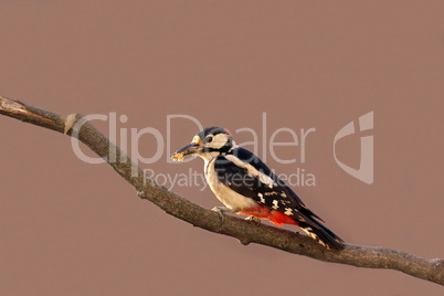 Buntspecht,woodpecker