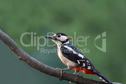 Buntspecht,woodpecker