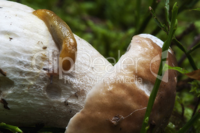 Snail moving on a Boletus Mushroom