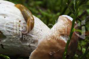 Snail moving on a Boletus Mushroom