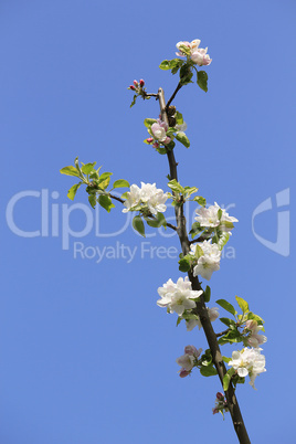 Kirschblüten auf Blau 06