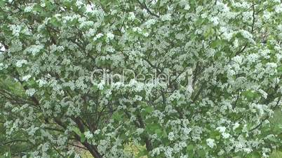Blossoming hawthorn.