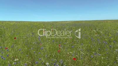 Field flowers - Ackerblumen