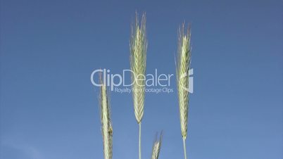 Close-up of wheat on sky background