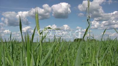 Field of early green wheat