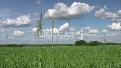 Green wheat field with cloudy sky