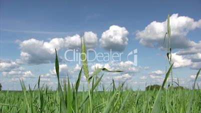 Young wheat grass on springtime