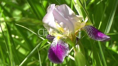 Bearded iris - Bartiris