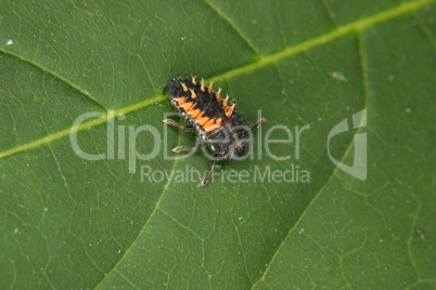 Siebenpunkt-Marienkäferlarve (Coccinella septempunctata) / Ladyb