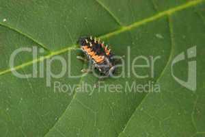 Siebenpunkt-Marienkäferlarve (Coccinella septempunctata) / Ladyb
