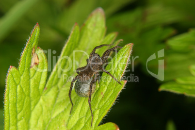 Wolfsspinne (Pardosa lugubris) / Wolf spider (Pardosa lugubris)