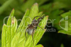 Wolfsspinne (Pardosa lugubris) / Wolf spider (Pardosa lugubris)