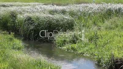 Green grass against a background of small stream
