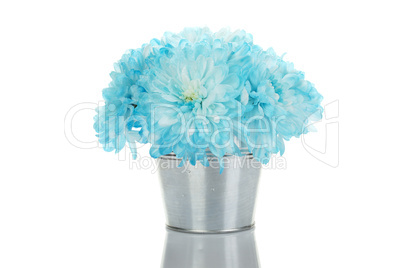 Blue chrysanthemums in a pail