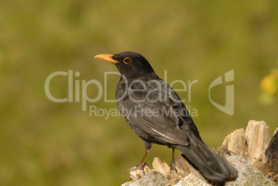 Amsel