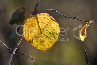 Herbst