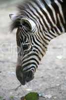 Zebra-Fohlen