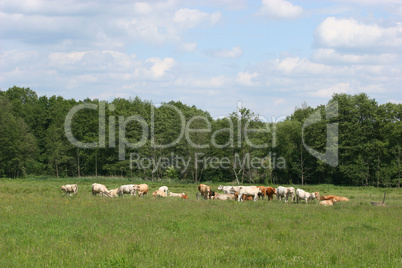 Ländlich / Cattle grazing