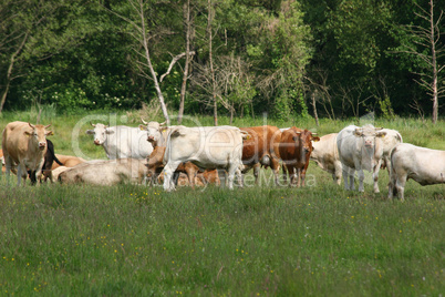 Ländlich / Cattle grazing