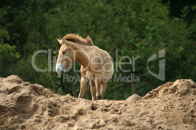 Przewalski-Pferd