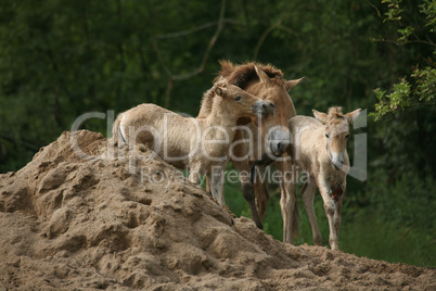 Przewalski-Pferde