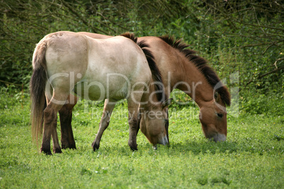 Przewalski-Pferde