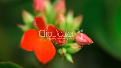 Red kalanchoe.