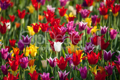 Multicolor tulips background