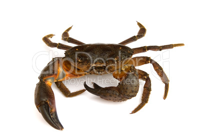 Crab on white background