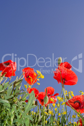 Rote Mohnblumen mit blauen Himmel