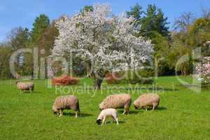 Schafe im Frühling