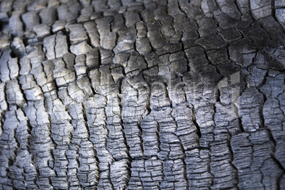 Nahaufnahme eines verkohlten Baumstamms - Closeup of a burned tree trunk surface