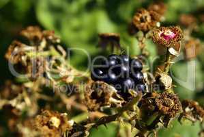 Blackberry on a blackberry bush