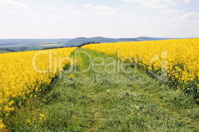 Grünstreifen im Rapsfeld