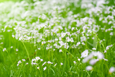 .Cardamine pratensis