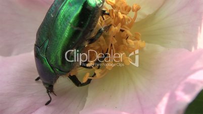 chafer