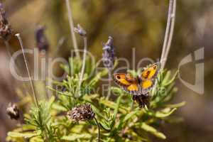 Schmetterling auf Blüte