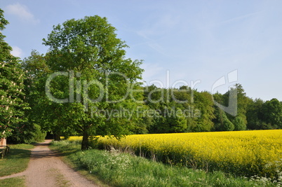 Eiche an einem Rapsfeld