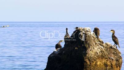 Flock of ducks on a rock