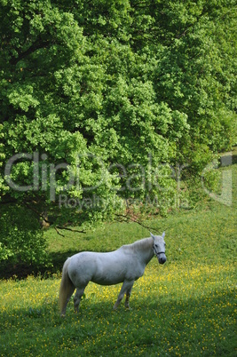 Pferd auf einer Weide