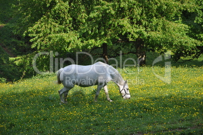 Pferd auf einer Weide