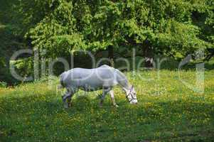 Pferd auf einer Weide