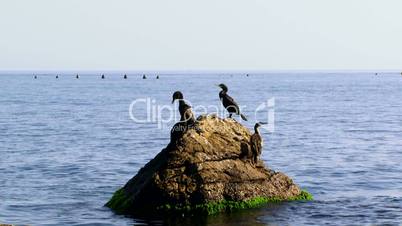 Ducks are sitting on a rock