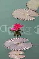 Lotus flower with leaves