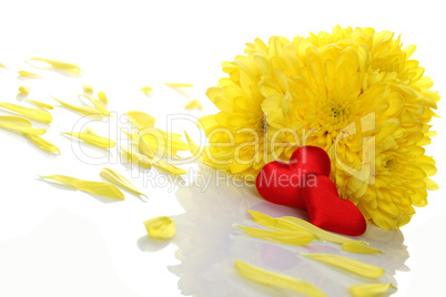 Yellow chrysanthemums with two red hearts