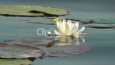 Water lily - Seerose