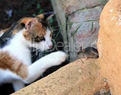 Katz und Maus