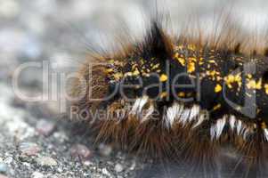 Hen grass caterpillar - Grasglucke Raupe