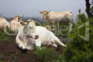 Rinder auf einem Berg