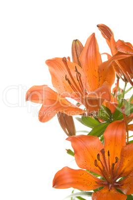 Tiger lily isolated